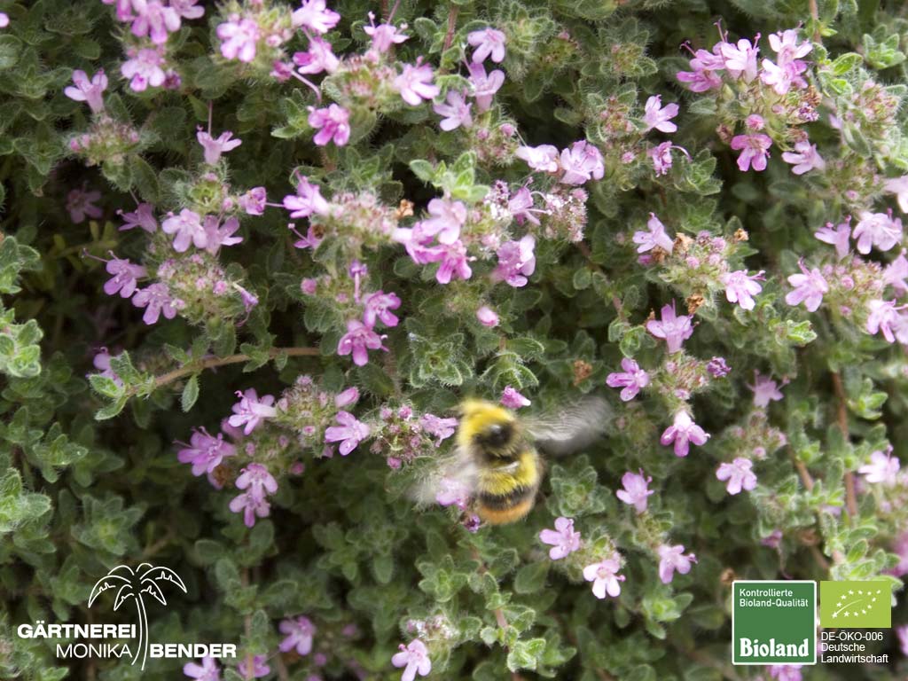 Thymus serpyllum 'Coccineus' SandThymian Bioland
