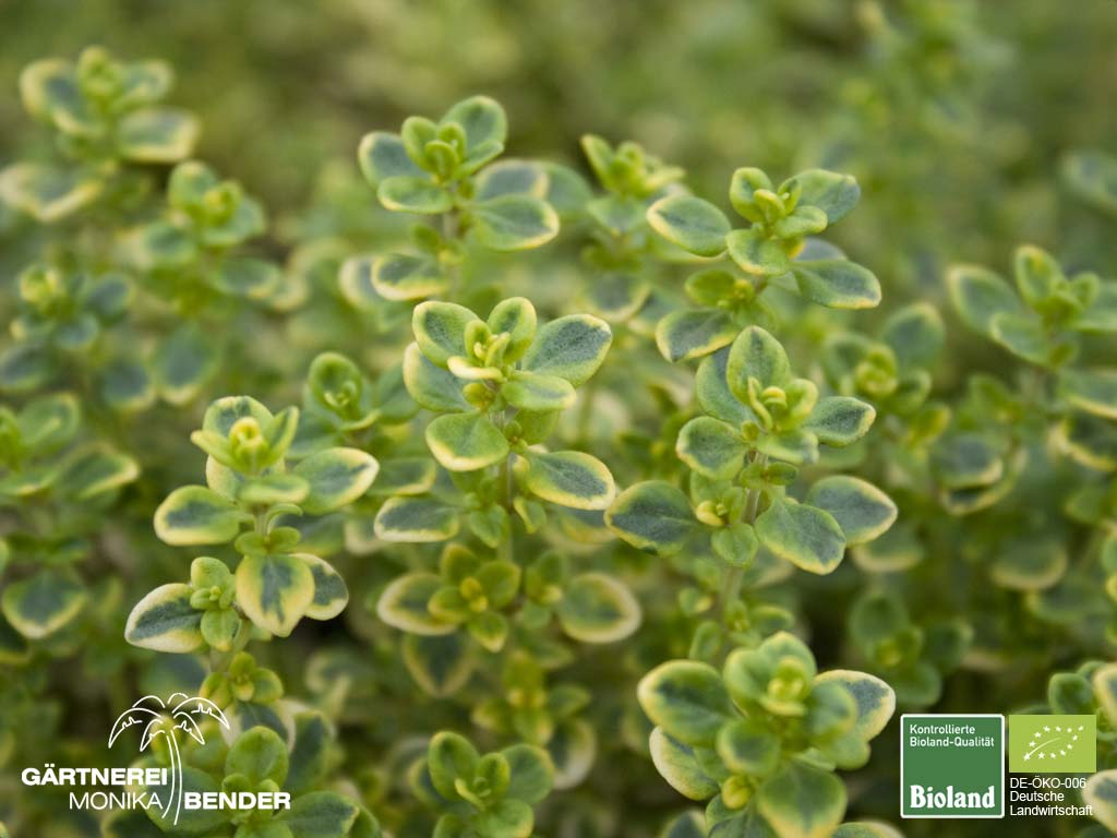 Thymus x citriodorus 'Variegata' GoldZitronenThymian Bioland