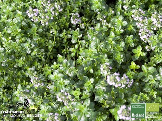 Thymus pulegioides