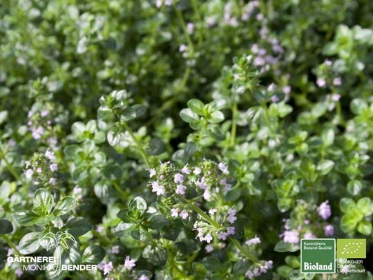 Thymus pulegioides