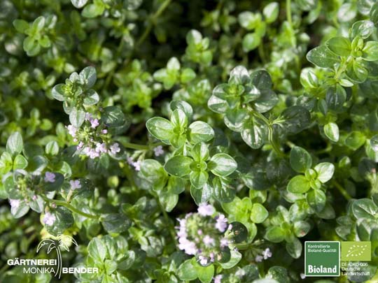 Thymus pulegioides
