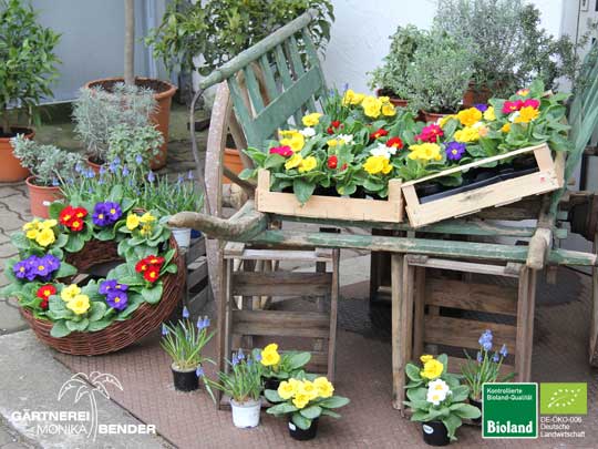 Bioland Primeln - Primula vulgaris Bioland Primeln Direktverkauf im in Stuttgart - Gärtnerei Monika Bender