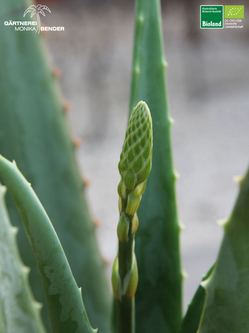 Knospe der Aloe vera - Echte Aloe | Bioland