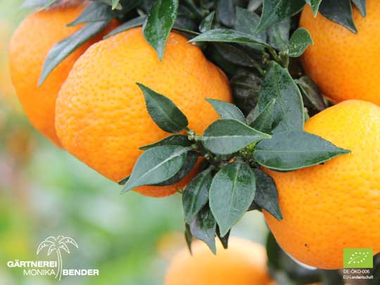 Blatt und Frucht der Chinotto - Citrus aurantium var. myrtifolia | BIO