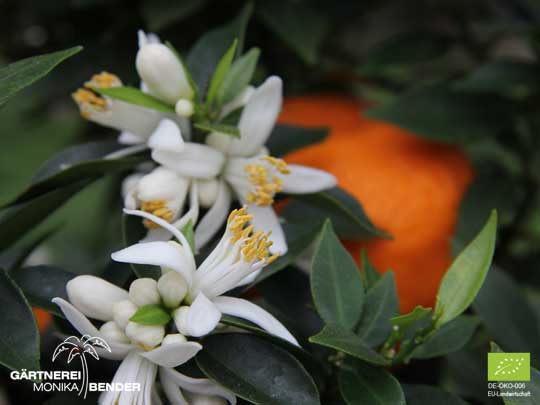 Chinottobluete - Citrus aurantium var. myrtifolia - BIO