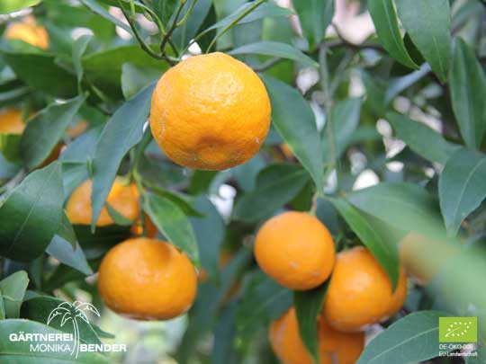 Mandarinen - Früchte der Sorte Mandarine Avana Tardivo di Ciaculli - Citrus reticulata BLANCO | BIO