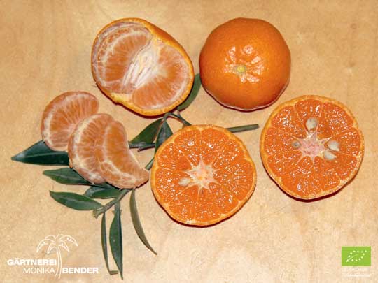 Schnitze und angeschnittene Mandarine der Sorte Mandarine Avana Tardivo di Ciaculli - Citrus reticulata BLANCO | BIO