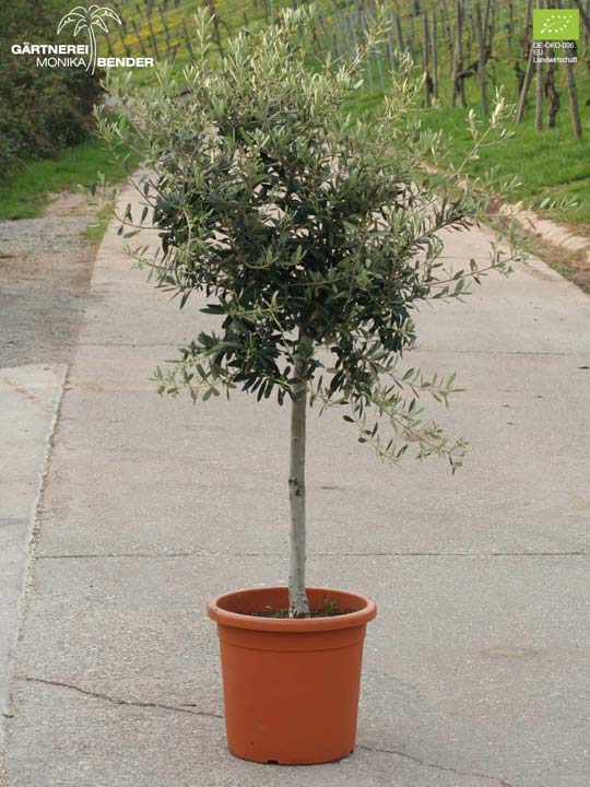 Olivenbaum Olea europaea L. in Bio-Qualität in Stuttgart kaufen - Höhe 180cm