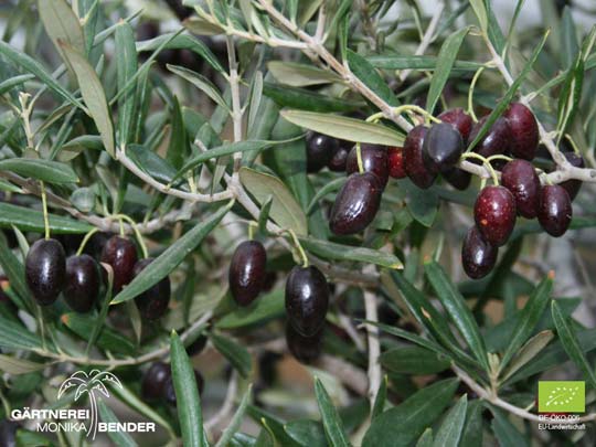 Früchte der Olive Olea europaea L. in Bio-Qualität