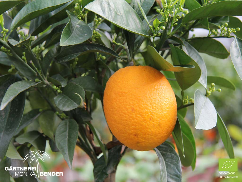 Orangenbäumchen (Citrus x aurantium) - Saftorange &amp;#39;Valencia Late&amp;#39; auch ...