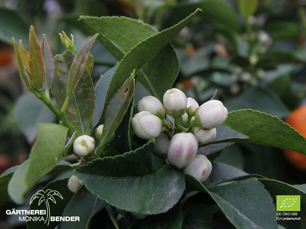 Zitronenbäumchen der Sorte &amp;#39;Runde Fiore&amp;#39; - Citrus x limon | BIO
