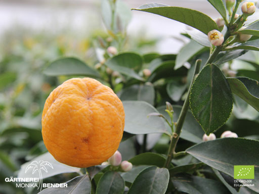 Zitronenbäumchen der Sorte Runde Fiore - Citrus x limon | BIO