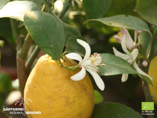 Blüte und Frucht der Zitronen-Sorte Lunario - Citrus limon L. | BIO