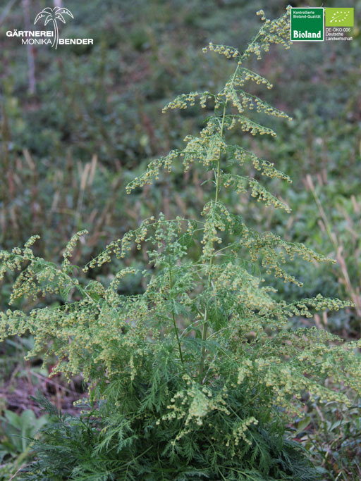 Artemisia annua - Einjähriger Beifuß | Bioland