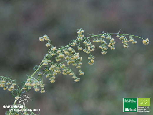 Artemisia annua - Einjähriger Beifuß | Bioland