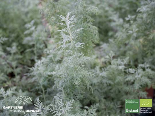 Artemisia pontica - Römischer Wermut | Bioland