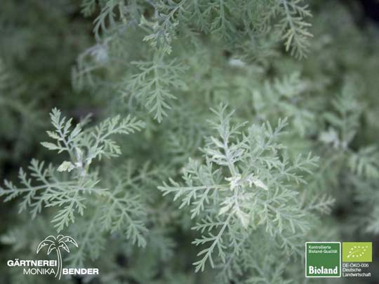 Artemisia pontica - Römischer Wermut | Bioland