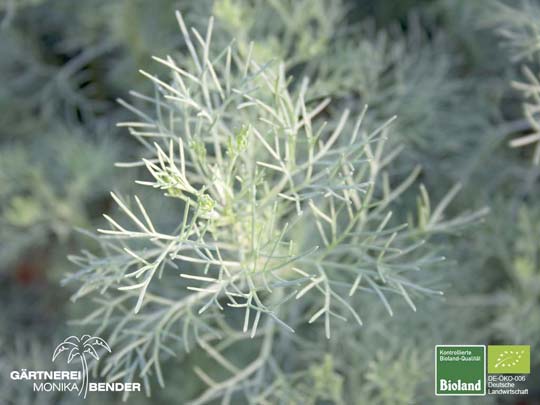 Artemisia procera - Spezi-Pflanze | Bioland