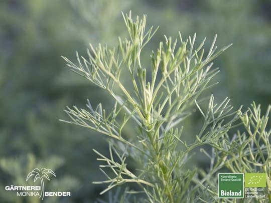 Artemisia procera - Spezi-Pflanze | Bioland