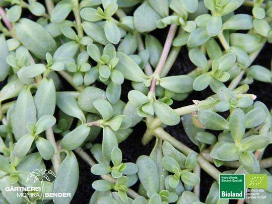 Bacopa monnierii - Brahmi - Gedächtnispflanze | Bioland