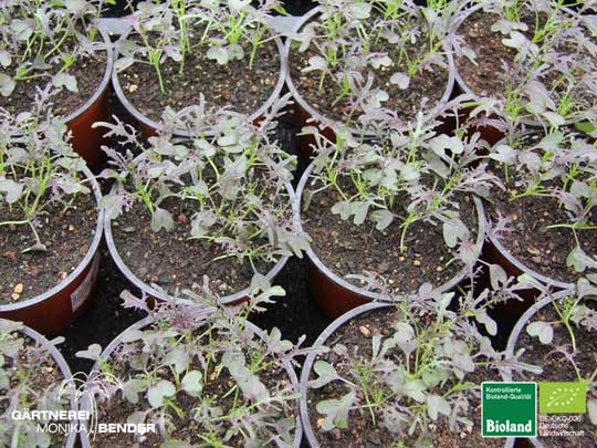 Jungpflanzen - Brassica juncea - Moutarde Rouge metis - Blattsenf | Bioland