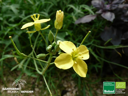 Diplotaxis tenuifolia - Rucola (mehrjährig) | Bioland