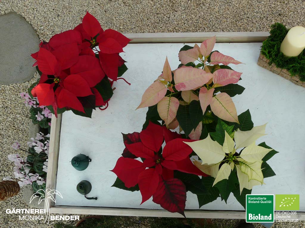 Euphorbia pulcherrima - Weihnachtsstern | Bioland