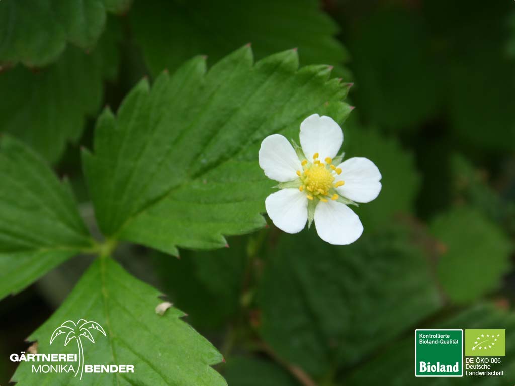 Fragaria vesca var. semperflora 'Alexandria' - Monatserdbeere | Bioland