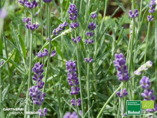 Lavandula angustifolia 'Hidcote Blue' - Lavendel | Bioland