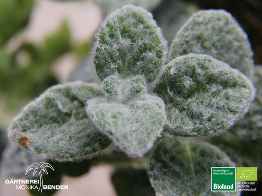 Origanum dictamnus - Kreta-Majoran - Diptam-Dost | Bioland