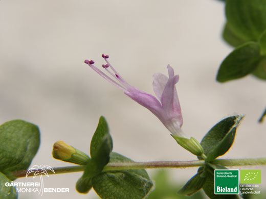 Origanum dictamnus - Kreta-Majoran - Diptam-Dost | Bioland