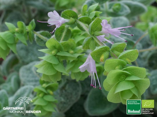 Origanum dictamnus - Kreta-Majoran | Bioland