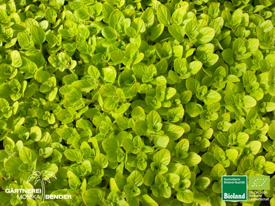 Origanum vulgare Origanum vulgare