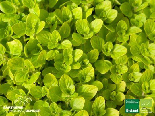 Origanum vulgare Origanum vulgare