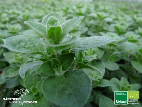 Origanum Hybride