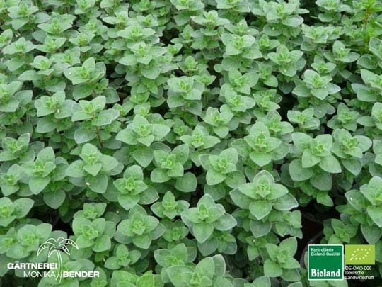 Origanum Hybride