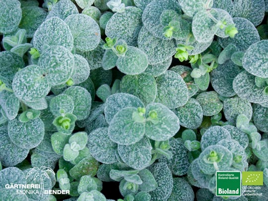 Origanum dictamnus - Kreta-Majoran | Bioland