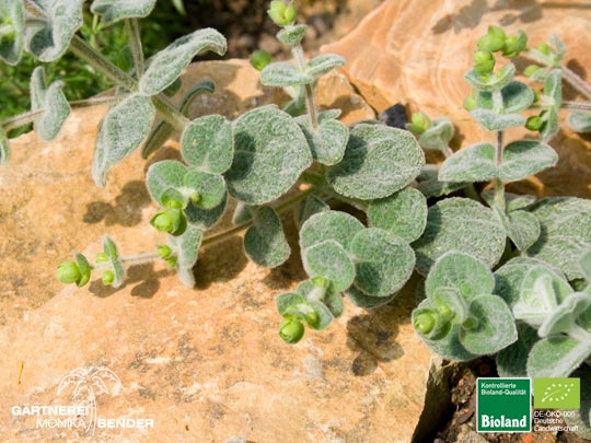 Origanum dictamnus - Kreta-Majoran | Bioland
