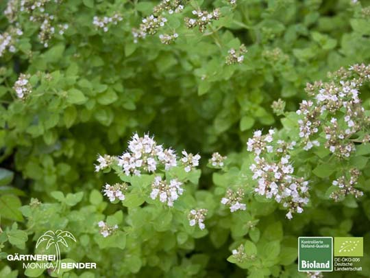 Origanum vulgare Origanum vulgare