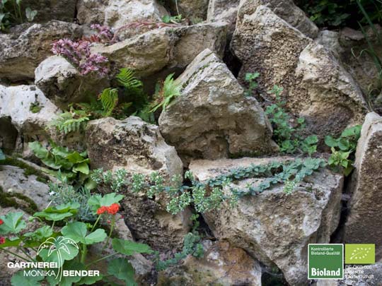 Origanum Hybride