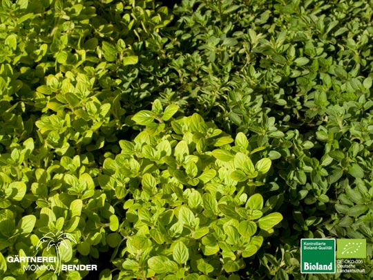 Origanum vulgare Aureum Green im Vergleich mit Origanum vulgare Compactum Origanum vulgare Aureum Green im Vergleich mit Origanum vulgare Compactum