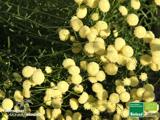 Santolina rosmarinifolia - Olivenkrautblüte | Bioland