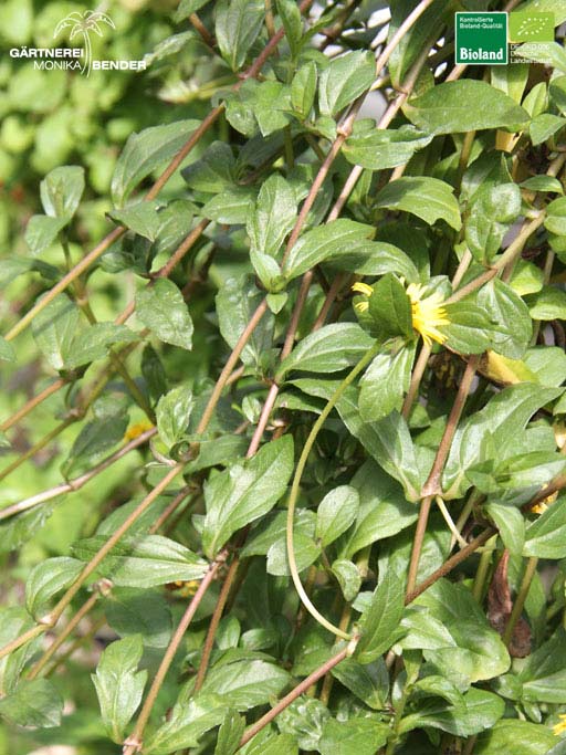 Wedelia calendulacea - Pita Bhringaraj | Bioland