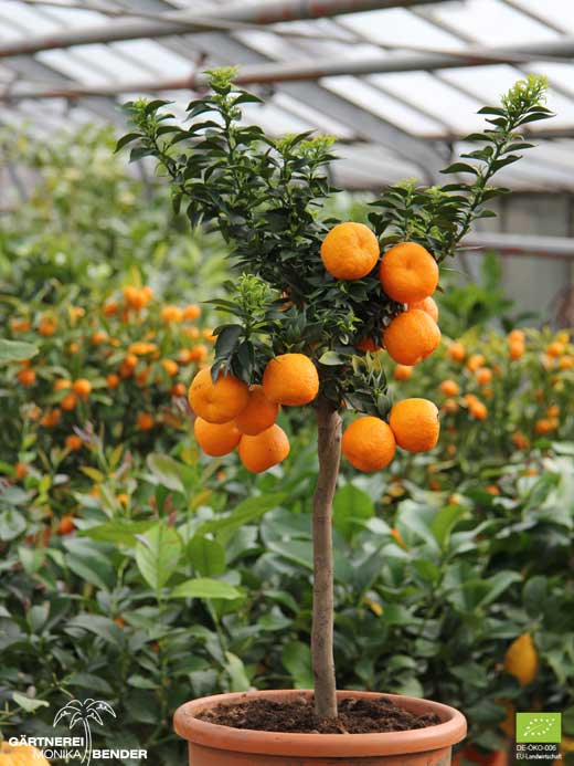 Chinotto-Bäumchen - Citrus aurantium var. myrtifolia | BIO