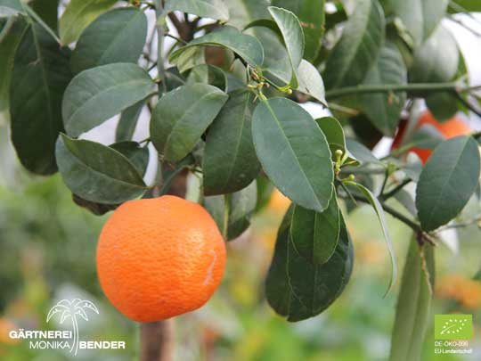 Früchte der Clementinen Sorte Kinnow - Citrus clementina | BIO