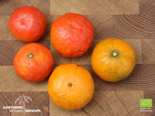 Frucht der Roten Clementine im Vergleich mit Mittelmeer Mandarine