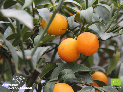 Fortunella japonica - Runde Kumquat - Bio
