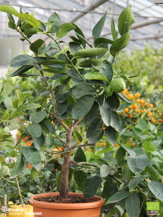 Limettenbäumchen - Tahiti Limette - Citrus latifolia TANAKA | BIO