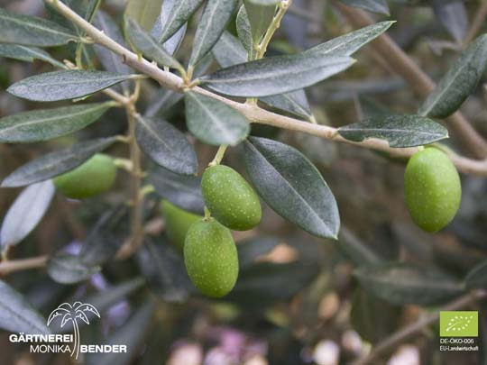 Grüne Oliven an Bäumchen Olea europaea L. in Bio-Qualität in Stuttgart als Pflanze kaufen.
