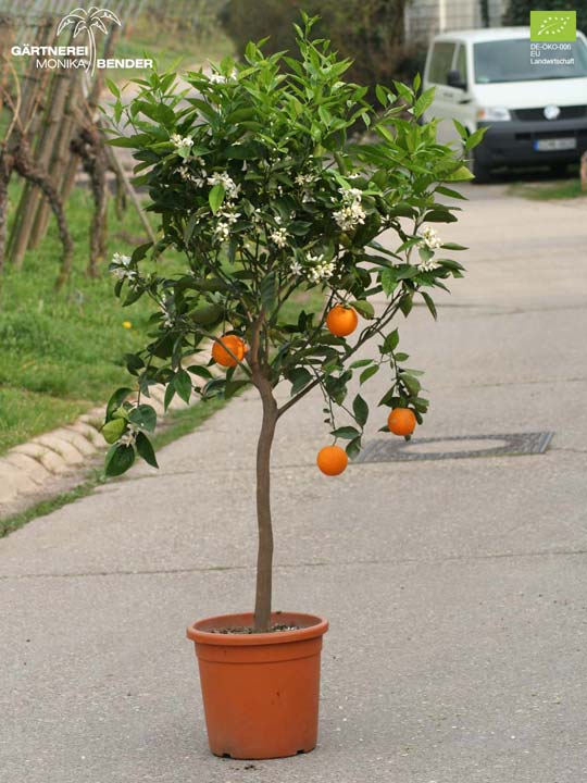 Bio Orangenbäumchen Höhe 180cm